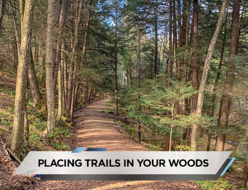 Placing Trails in Your Woods