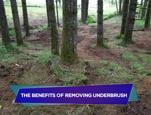 The Benefits of Removing Underbrush