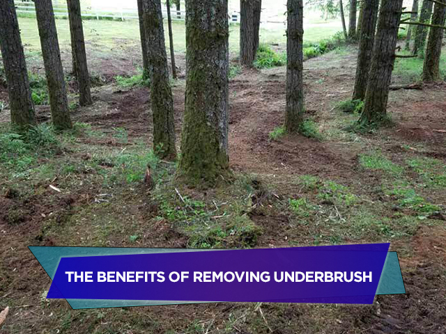 The Benefits of Removing Underbrush
