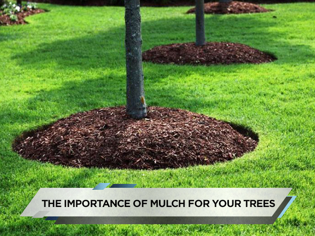 The Importance of Mulch for Your Trees